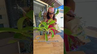 I Mounted an Orchid on a Vintage Piece… and It Actually Works 🌿 I Mounted an Orchid on a Vintage Piece… and It Actually Works 🌿
