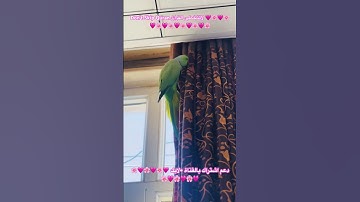 تلاوه خاشعه من الذكر الحكيم #foryou #اكسبلور #parrotparrot #birds #parrot #cutebird
