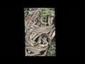 Змеиное кодло/ Many snakes