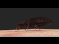 Bed bug Heat Treatment Video- JG Pest control