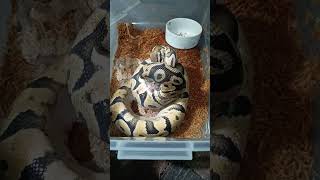 🔥 Orange Dream Pastel Chocolate Ball Python — Feeding Day! 🐍✨