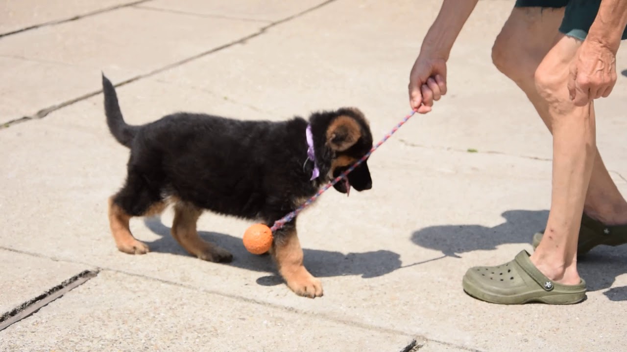 vonziu puppies for sale