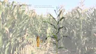 Organic Leafy Silage Hybrids