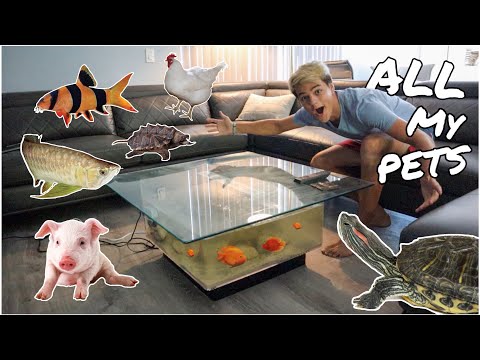 all-my-animals-in-one-video!!!-*feeding*