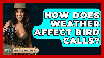 How Does Weather Affect Bird Calls? - Bird Watching Diaries