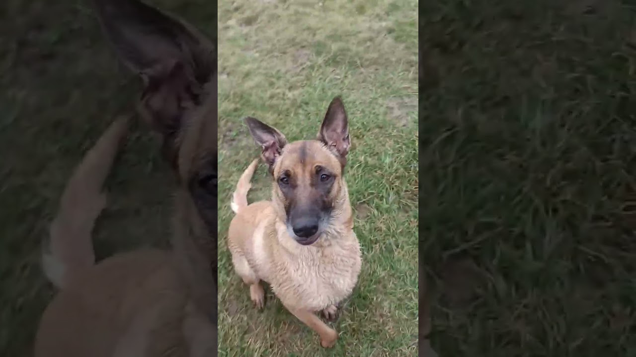 Echec du rapport à l'aveugle