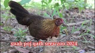 suab poj qaib dib seev zoo 2024