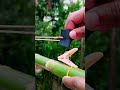 How to make a powerful DIY Bamboo Gun! 🎋CreativeDIY #bamboo #shortvideo #diy #craft #balloon