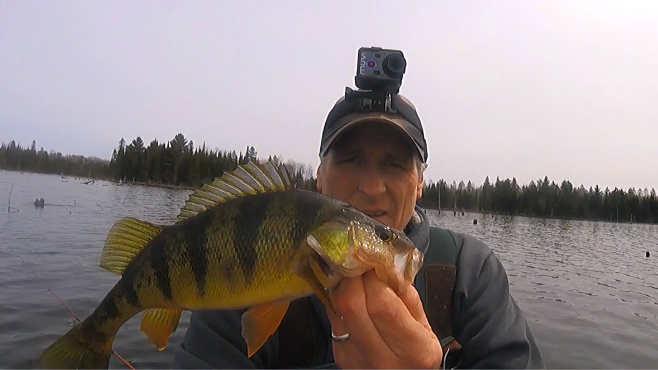 Perch and Bass Fishing in Float Tube YouTube