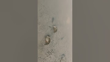 Một buổi đi bắt sò huyết khổng lồ