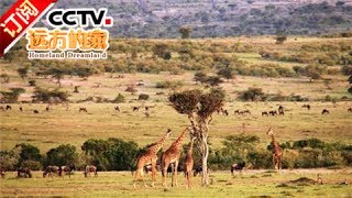 《远方的家》 20170619 一带一路（171）肯尼亚 走进马赛马拉大草原 | CCTV-4