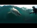 Web Extra: Underwater Photographer Comes Within Inches Of Great White Shark