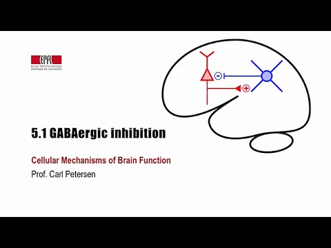 5.1 GABAergic inhibition