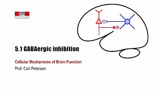 5.1 GABAergic inhibition