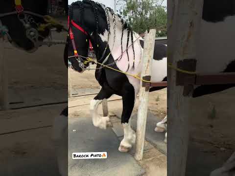 Video: Grynas žirgas