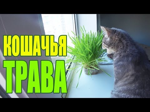 Трава для кошек. Почему кошки едят траву