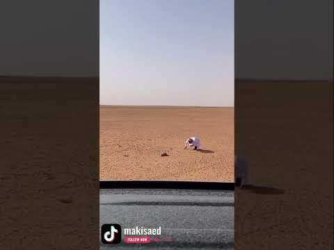 صيد صغير الغزال