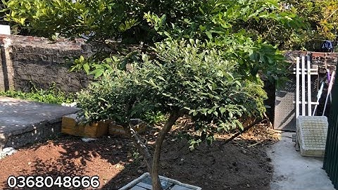 Trồng hoa sim rừng phải biết cách này để có răm rầy tán đẹp