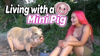 Life with a Pet Pig