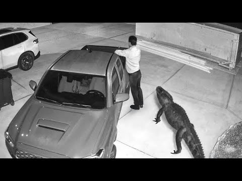 Wild Animals Invading Cities Caught on Camera!