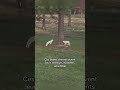 On ne mérite pas les animaux 🥹🐾 #momentincroyable #emotion #viralshort #animaux #instinctanimal