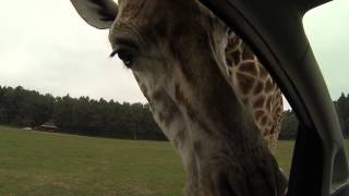 Giraffe - Serengeti-Park Hodenhagengermany