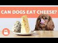 Can dogs eat cheese  or other dairy products