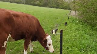 Cats and cow