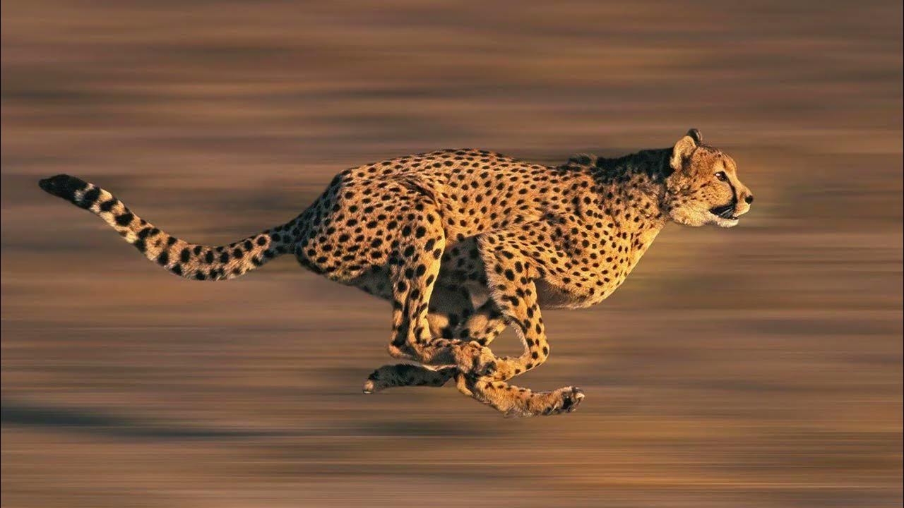 Cual es el animal más rápido del mundo