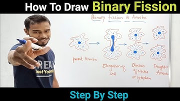 How To Draw Binary Fission In Amoeba | Step By Step | Biology | Study ScienTar