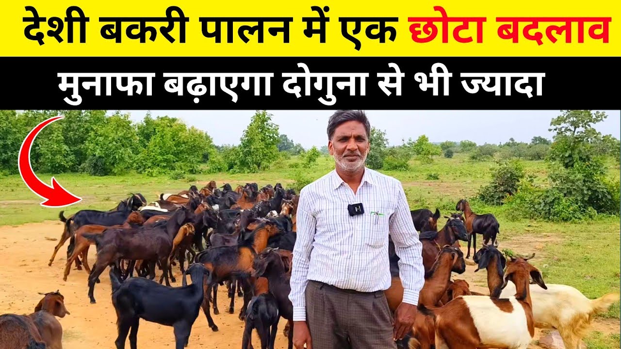 देशी बकरी पालक एक बदलाव से कमा सकते हैं बढ़िया मुनाफा | Desi Bakri palan EP 03