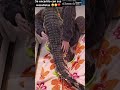 Esto demuestra que todos los animales sin excepción tienen sentimientos ❤️🥹🐊