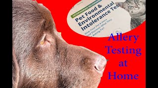 Skin Issues for Newfie Puppy / Home Allergy Testing for a Newfoundland Puppy