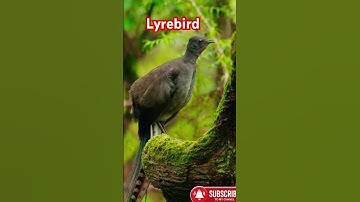 Lyrebird mimics the kookaburra sound#nature #birds #explore#lyrebird #wildlife #sydney #australia