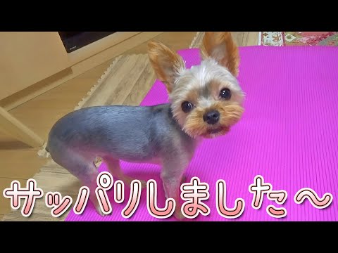 【ヨークシャテリア】サッパリしたヨークシャテリア【Yorkshire Terrier】