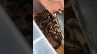 Celebrity BALL PYTHONS LOCKING! #animals #shorts #animal #short #snake #reptiles #animalshorts #animallover Wealth