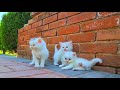 Homeless kittens crying out loud for mother cat