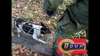 Отлов семейства собак из норы. Отлов семейства собак из норы.