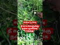 #காக்காபூ செடி#healthyfood #onetouch #jfc835 #தமிழ்ஷாட்ஸ் #மூட்டுவலி #