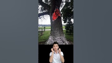 Khi sét đánh vào cây thì sẽ như thế nào ?