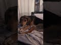 Gracie the Greek Hellenic Hound
