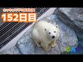 【152日目】ついに屋上から撮られていることに気づくモモ太　ホッキョクグマ成長記録49