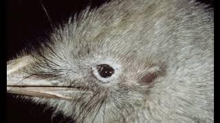 Top 3 kiwi jumpscares (first video)