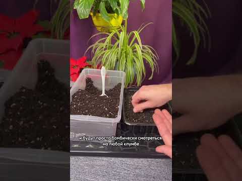 Video: Tagetes: seemnest kasvatamine