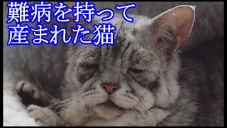 【切ない】産まれつきの難病を持つ猫と出会った女性。彼女が一目見て放っておけなかった猫の姿とは・・・。【心温まる話】