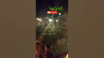 سلامات سلامات انا بحبك يا 