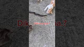 Kucing Kampung Penasaran