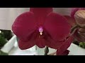 Шикарные орхидеи в Соцветии, Барнаул 27.01.2021