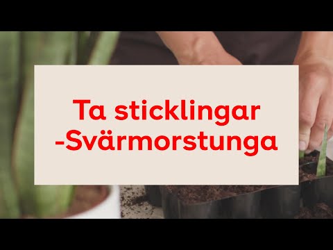 Video: Hur Man Lagar Svärmors Tunga