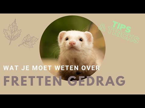 Video: 10 dingen die u moet weten voordat u een fret krijgt